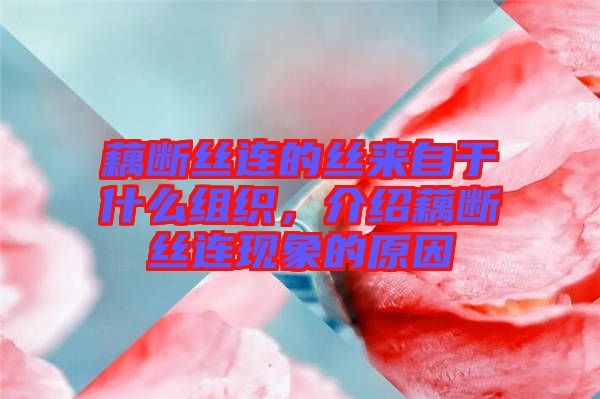 藕斷絲連的絲來自于什么組織，介紹藕斷絲連現(xiàn)象的原因