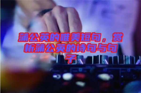 蒲公英的唯美短句,賞析蒲公英的詩句與句子