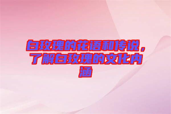 白玫瑰的花語和傳說，了解白玫瑰的文化內涵