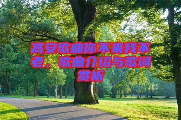 高安歌曲你不來我不老,歌曲介紹與歌詞賞析