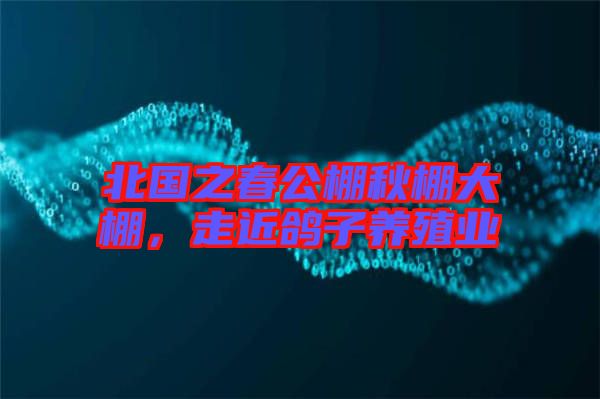 北國之春公棚秋棚大棚，走近鴿子養殖業