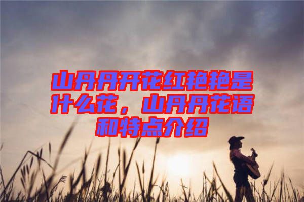 山丹丹開花紅艷艷是什么花,山丹丹花語和特點介紹