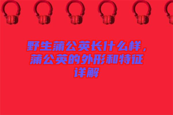 野生蒲公英長什么樣，蒲公英的外形和特征詳解
